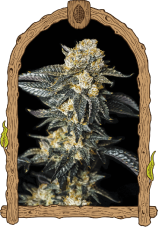 Zkittaberry Auto – gefeminiseerde autoflowering zaden, 5 stuks, Exotic Seed