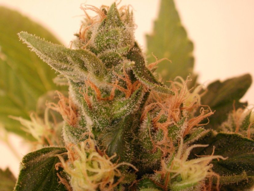 Psicodelicia - Feminisierte Samen 5ks Sweet Seeds