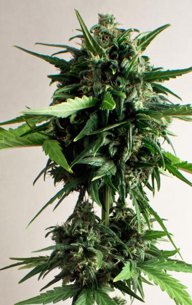 PolarLight  3®- autoflowering semienka 7ks Dutch Passion