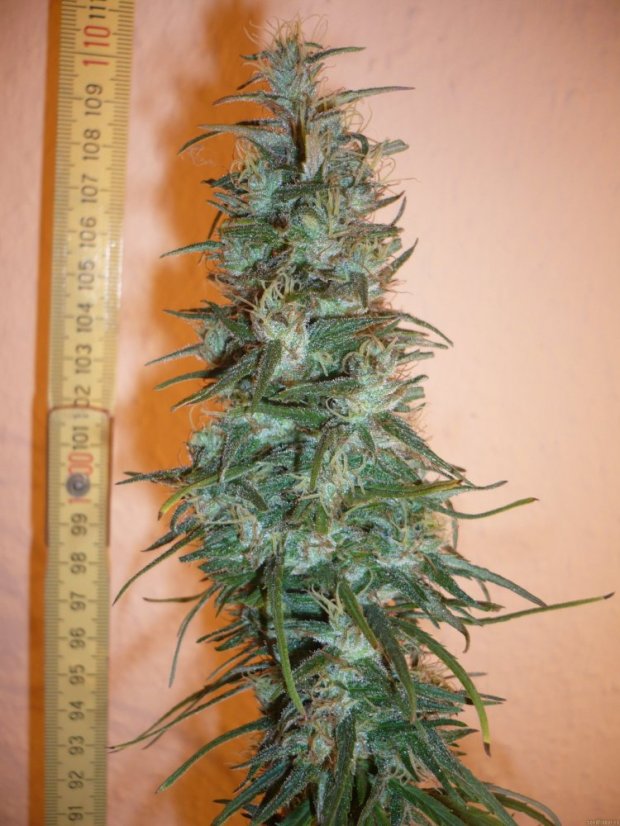 Dr Grinspoon – feminizované semienka 10 ks Barney Farms
