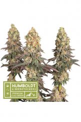 Mack & Crack feminizované semena marihuany, HumboldtXSeedstockers, 5 ks