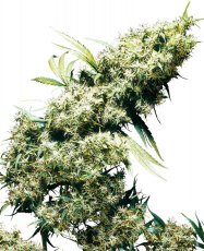 Jamaican Pearl - 3 feminisierte Samen Sensi Seeds