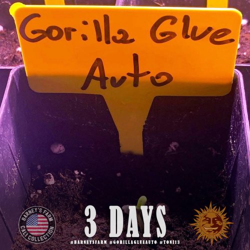 Gorilla Glue Auto - autoflowering semená marihuany 3 ks Barney´s Farm