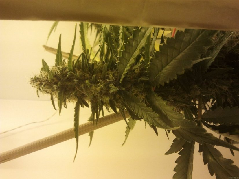 Green Poison – feminizovaná semínka 3ks Sweet Seeds