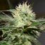 Lemon Sorbet - feminizované semená 5ks, Silent Seeds