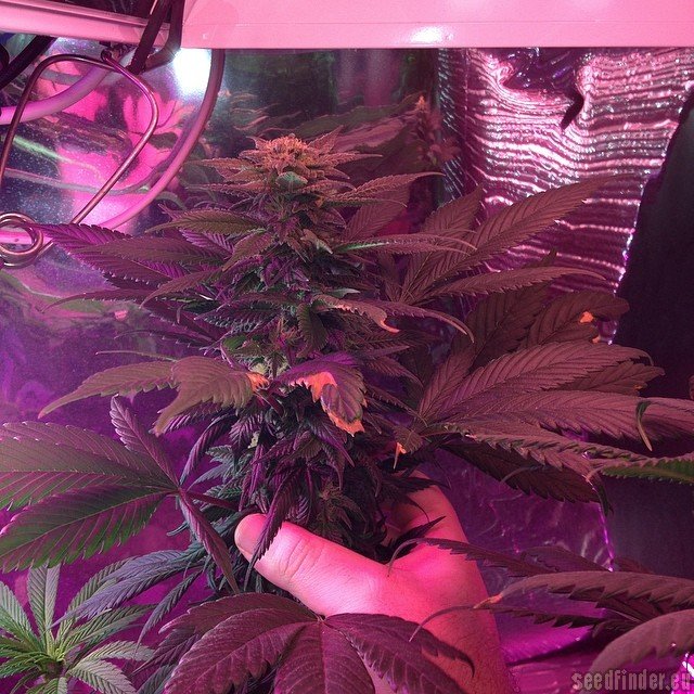 Sour Blueberry - nasiona feminizowane 5 sztuk Humboldt