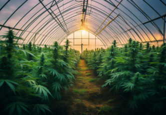 GROWING CANNABIS IN THE GREENHOUSE: A GUIDE TO GROWING FROM START TO FINISH