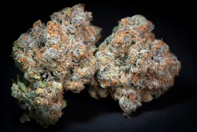 Caramba - feminizovaná semena 5 ks, Paradise Seeds