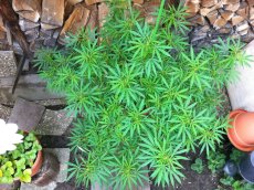 Mexican Sativa - reguläre Samen 10 Stück Sensi Seeds