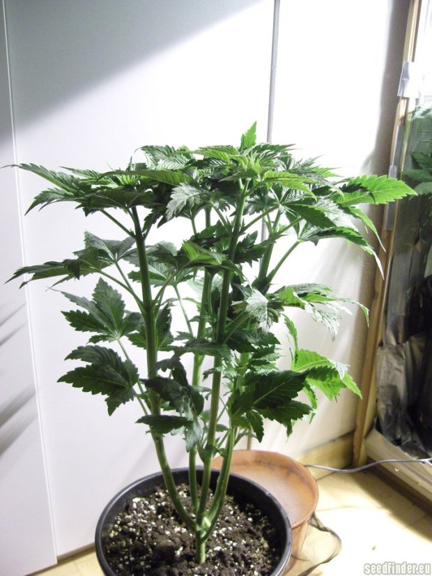 Blue Hash 3 ks feminizované semienka Dinafem