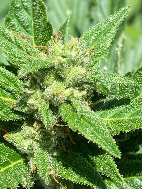 Alaskan Diesel Auto - samonakvétací semínka 5 ks Seedsman