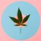 Most common medical uses of cannabis