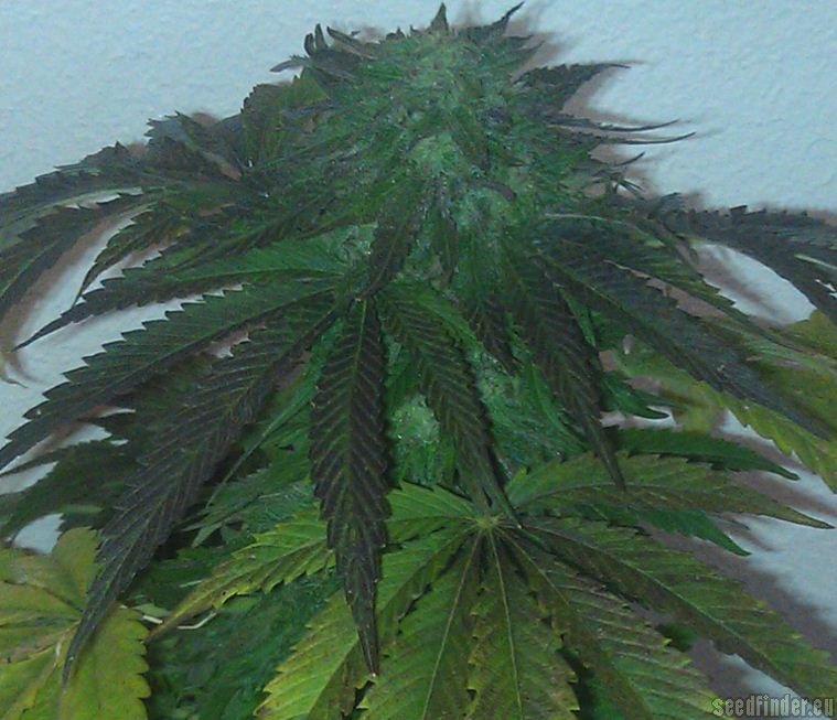 Sour Blueberry - feminizovaná semienka 3ks Humboldt