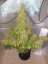 AutoDurban Poison®- autoflowering semienka 3ks Dutch Passion