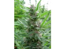 Ace Seeds Panama feminizovaná semena