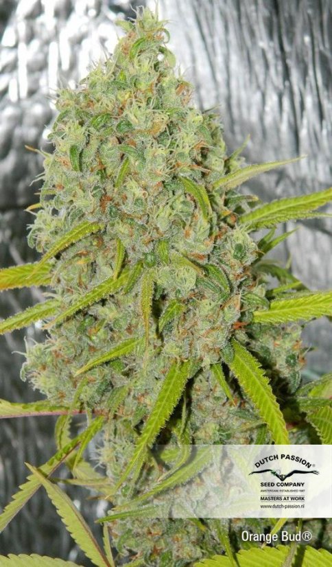 Orange Bud - feminizované semená 10 ks Dutch Passion
