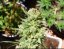 G14 Auto - autoflowering marijuana seeds 5 pcs Fast Buds