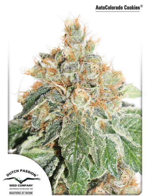 AutoColorado Cookies® - fem. And self-sacrificial seeds of 3 Dutch Passion