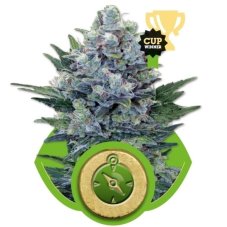 Northern Light Automatic -  samokvitnúce semienka 100 ks Royal Queen Seeds
