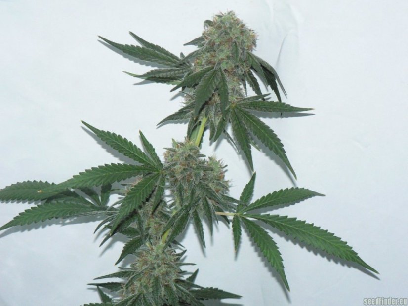 Jack Flash - semínka 10 ks standardizovaná Sensi Seeds