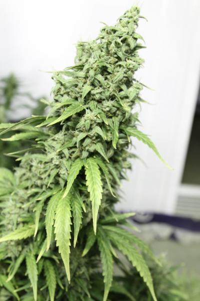 AutoDurban Poison®- samonakvétací semínka 7ks Dutch Passion