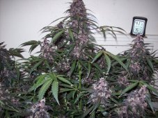 Bloody Skunk Auto - feminizovaná a samonakvétací semínka 10ks Sweet Seeds
