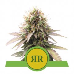 Royal Runtz Automatic - nasiona automatycznie kwitnące 3 szt Royal Queen Seeds