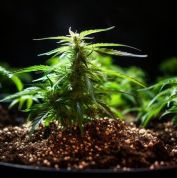 DAS GEHEIMNIS DES ERFOLGREICHEN ANBAUS: DIE BESTEN CANNABISDÜNGER FÜR HOHE ERTRÄGE!