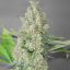 Super Skunk - feminizovaná semena marihuany, 5ks G13 Labs