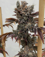 Solfire Gardens Baby Cakes feminizovaná semena, 6 ks