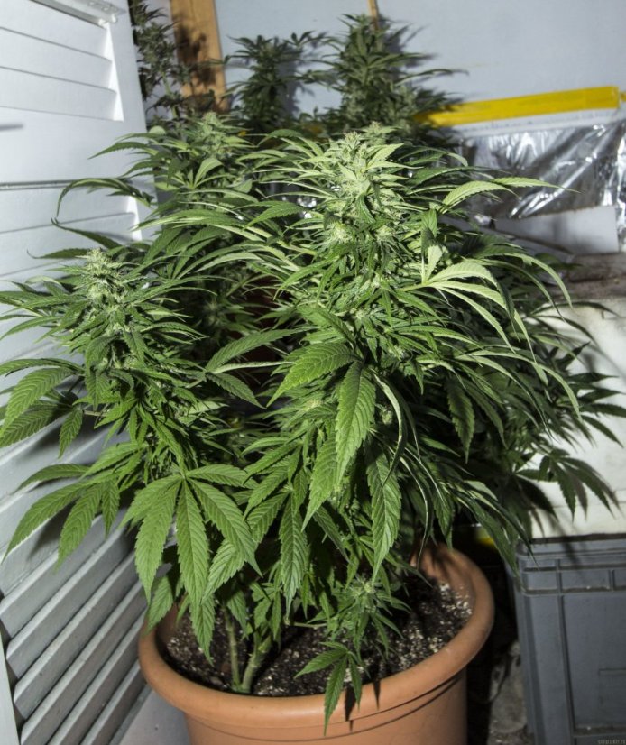 Jack Herer - semínka 10 ks standardizovaná Sensi Seeds