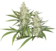 Outlaw Amnesia - feminised seeds 5 pcs Dutch Passion