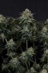 Gorilla Cookies FF - feminizované semená marihuany 3 ks Fast Buds