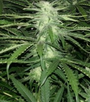 Critical Jack - Feminisierte Samen 36 Stück Natural Seeds