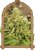 Exotic Pure CBG - Feminized Seeds, 5 pcs, Exotic Seed