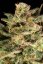 Atomical Haze - feminizované semená 5 ks Paradise Seeds