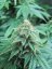 Lemon Thai Kush - Feminized Seeds 5pcs Humboldt