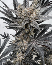 Solfire Gardens Mind Melter feminizovaná semena