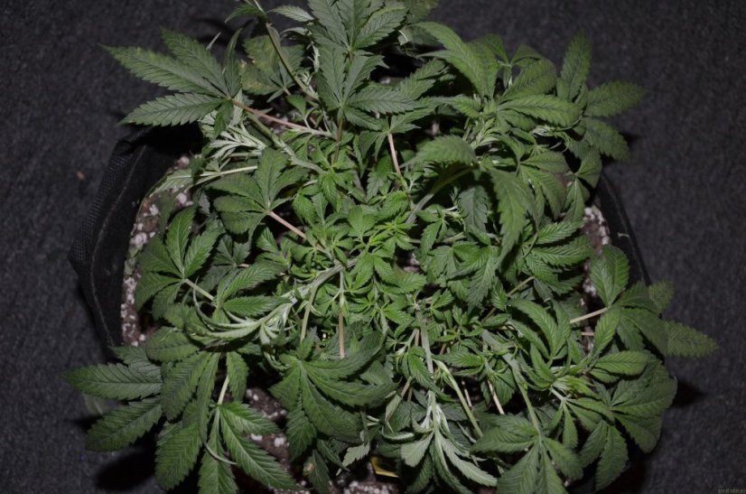 Red Dragon – feminizované semienka 10 ks Barney Farms