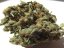 AutoDurban Poison®- autoflowering semienka 3ks Dutch Passion