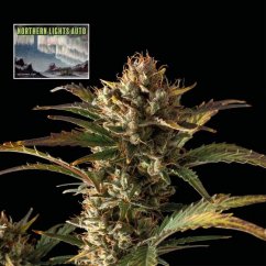 Northern Lights Auto - automatycznie kwitnące nasiona marihuany, 3 sztuki Seedsman