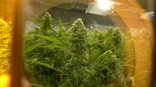 T.H. Seeds Critical HOG nasiona feminizowane