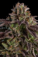 Ripper Seeds KmintZ feminizované semená
