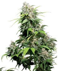 California Indica - semínka 10 ks standardizovaná Sensi Seeds