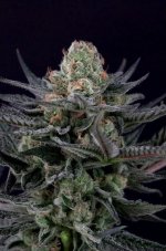 Caramba - feminized seeds 3 pcs, Paradise Seeds