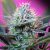 Speed + Auto – 3 ks autoflowering semínek Sweet Seeds