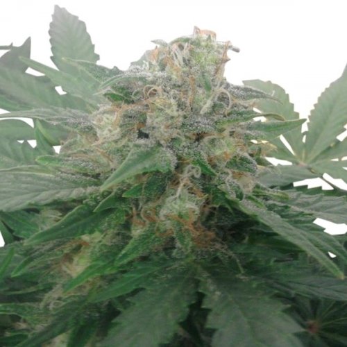 Royal Bluematic - feminized And autoflowering seeds 3 pcs Royal Queen seeds