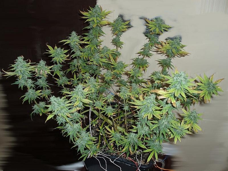 Black Jack Auto – 10 ks autoflowering semien Sweet Seeds