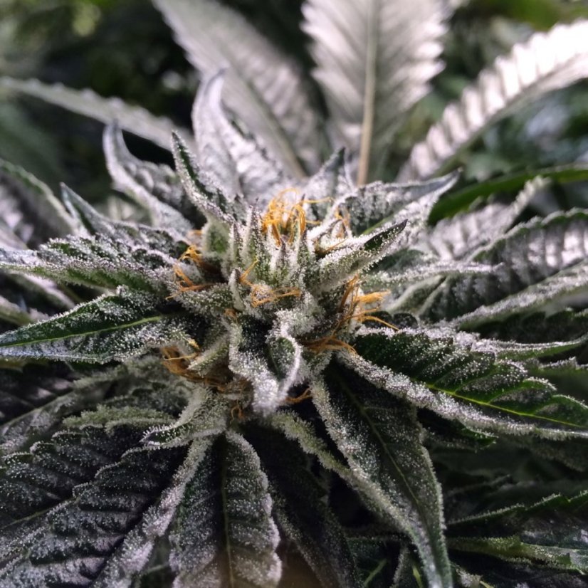 Master Kush - feminizovaná semínka 3ks Humboldt