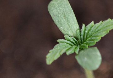 Samen mit einem THC-Gehalt von bis zu 1% und der Möglichkeit, sie anzubauen